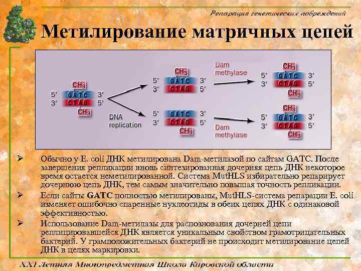 Метилирование матричных цепей Ø Ø Ø Обычно у E. coli ДНК метилирована Dam-метилазой по