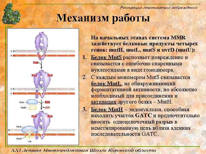 Механизм работы На начальных этапах система MMR задействует белковые продукты четырех генов: mut. H,