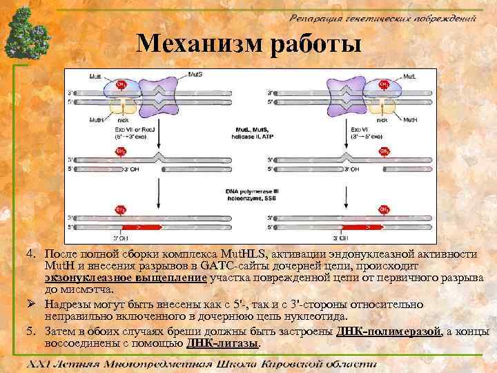 Механизм работы 4. После полной сборки комплекса Mut. HLS, активации эндонуклеазной активности Mut. H