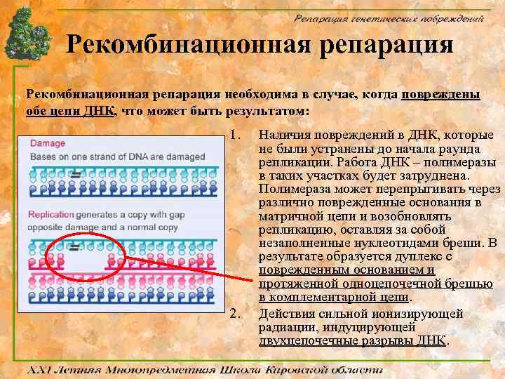 Рекомбинационная репарация необходима в случае, когда повреждены обе цепи ДНК, что может быть результатом: