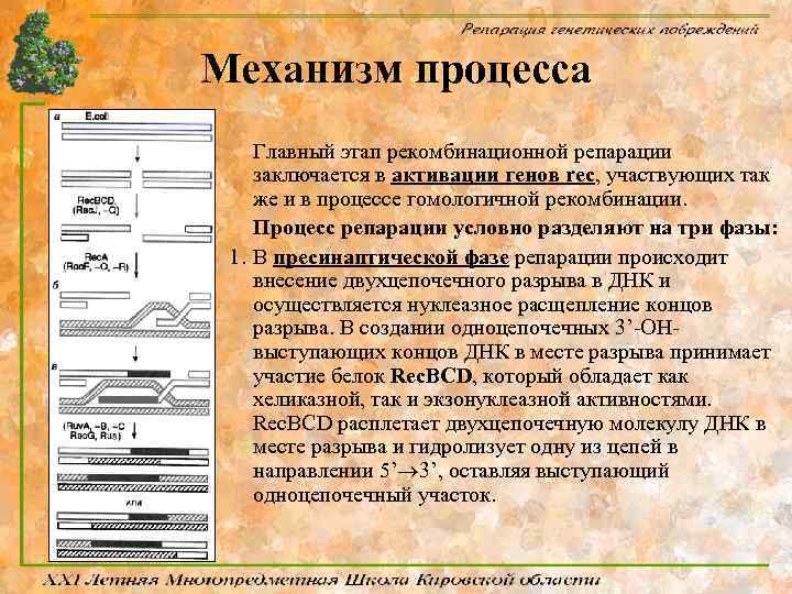 Механизм процесса Главный этап рекомбинационной репарации заключается в активации генов rec, участвующих так же