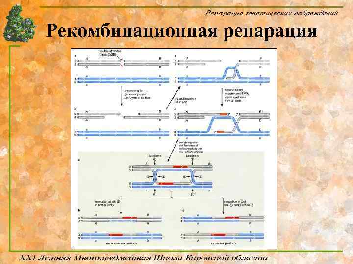 Рекомбинационная репарация 