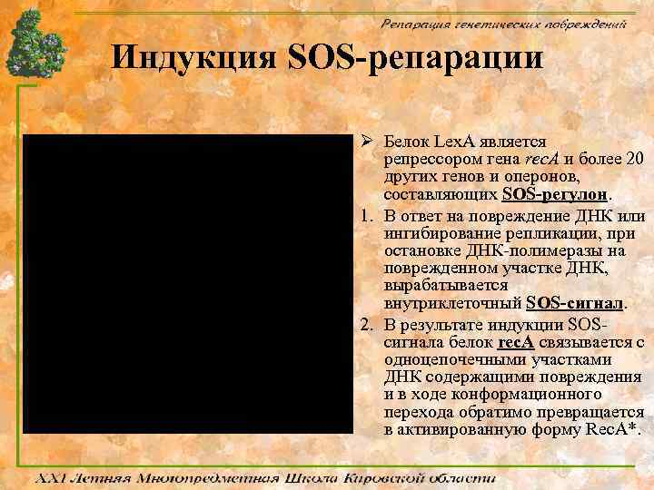 Индукция SOS-репарации Ø Белок Lex. A является репрессором гена rec. A и более 20