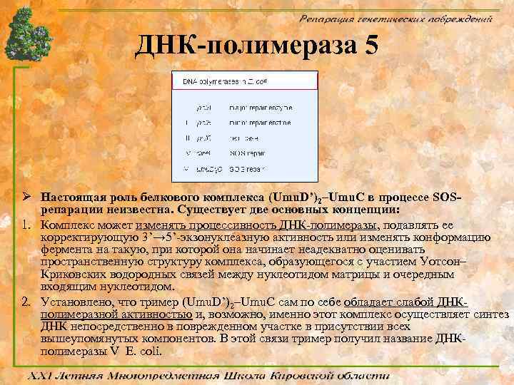 ДНК-полимераза 5 Ø Настоящая роль белкового комплекса (Umu. D’)2–Umu. C в процессе SOSрепарации неизвестна.