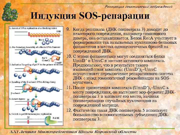 Индукция SOS-репарации 9. Когда репликаза (ДНК-полимераза 3) доходит до некоторого повреждения, например тиминового димера,