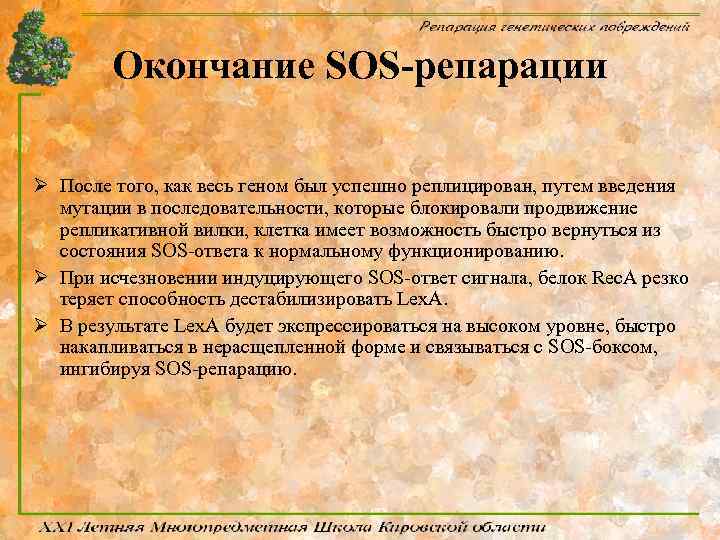 Окончание SOS-репарации Ø После того, как весь геном был успешно реплицирован, путем введения мутации