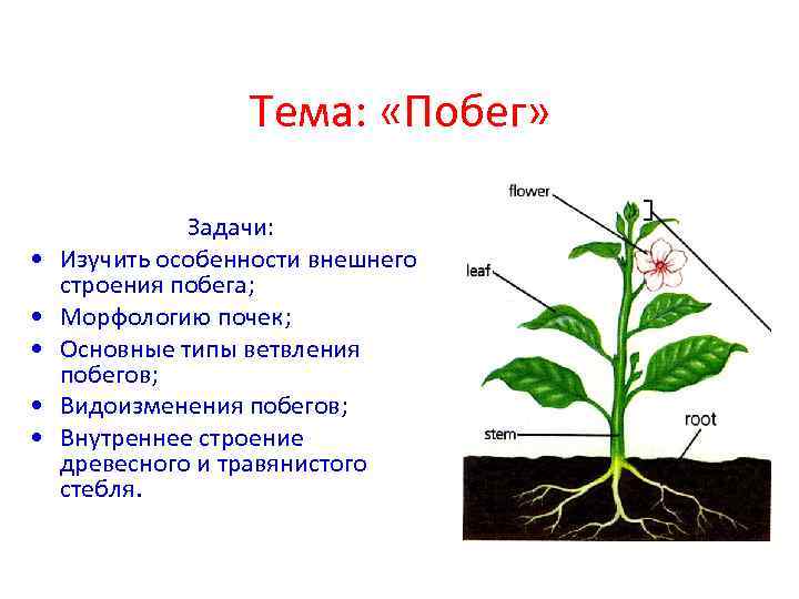 Тема: «Побег» • • • Задачи: Изучить особенности внешнего строения побега; Морфологию почек; Основные