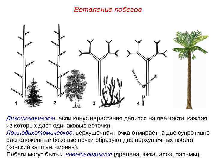 Ветвление побегов Дихотомическое, если конус нарастания делится на две части, каждая из которых дает