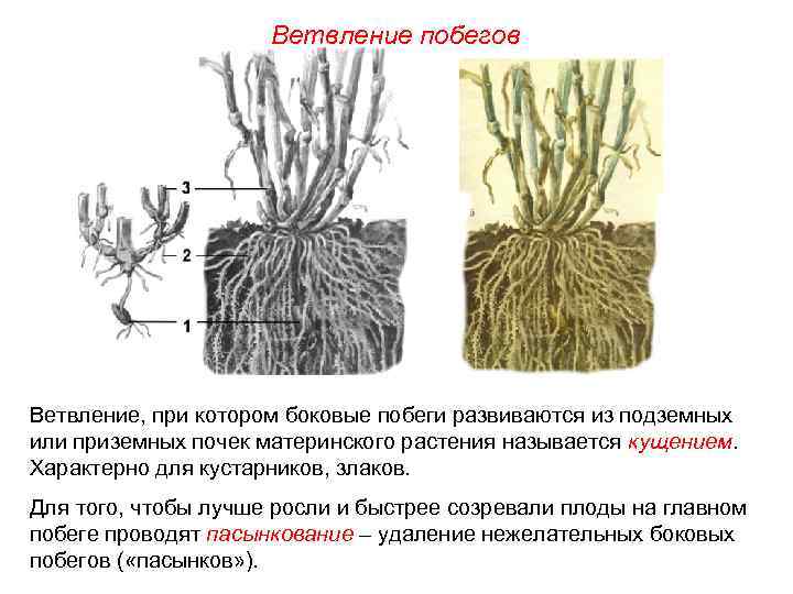 Ветвление побегов Ветвление, при котором боковые побеги развиваются из подземных или приземных почек материнского