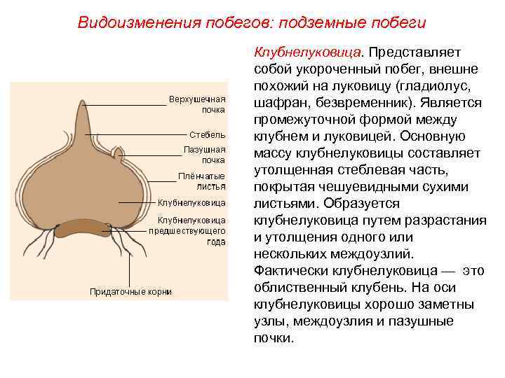 Видоизменения побегов: подземные побеги Клубнелуковица. Представляет собой укороченный побег, внешне похожий на луковицу (гладиолус,