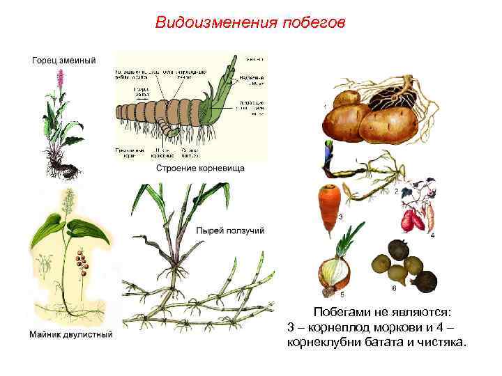 Видоизменения побегов Побегами не являются: 3 – корнеплод моркови и 4 – корнеклубни батата