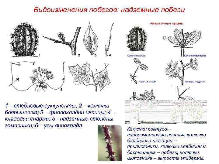 Видоизменения побегов: надземные побеги 1 - стеблевые суккуленты; 2 – колючки боярышника; 3 –