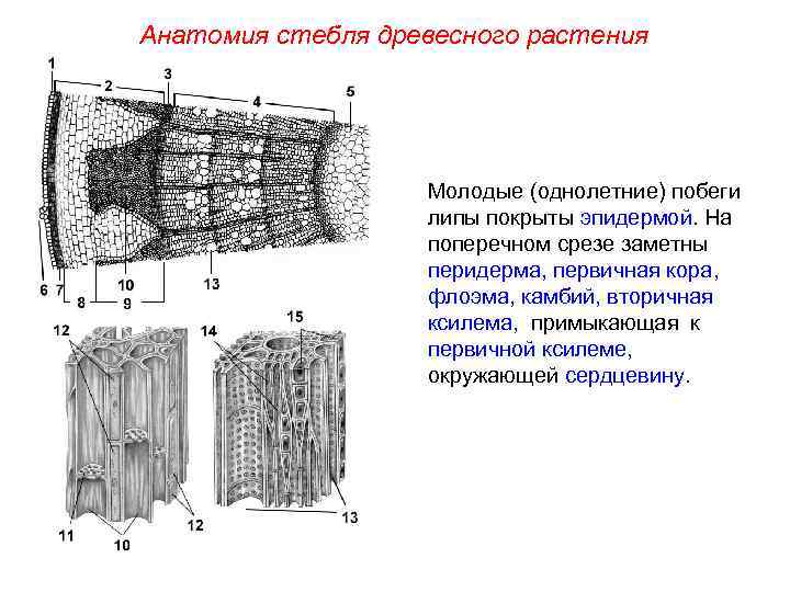 Анатомия стебля древесного растения Молодые (однолетние) побеги липы покрыты эпидермой. На поперечном срезе заметны