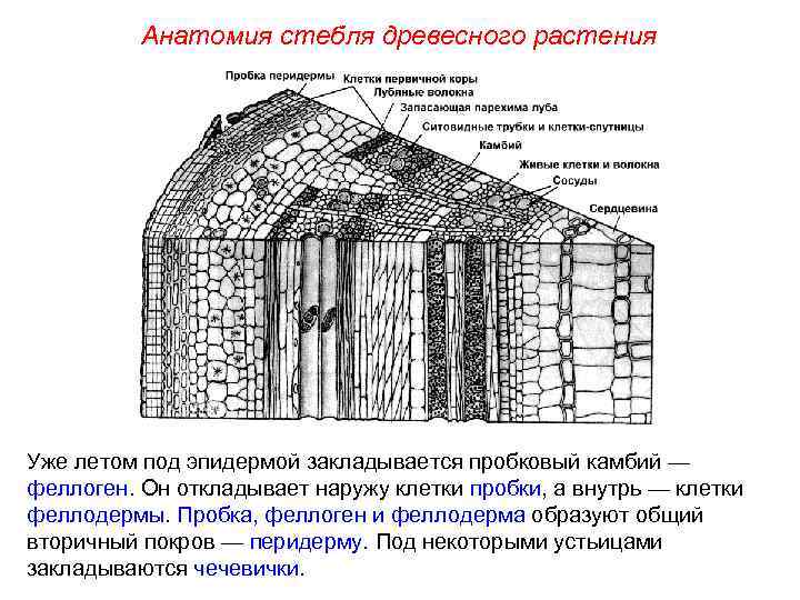 Анатомия стебля древесного растения Уже летом под эпидермой закладывается пробковый камбий — феллоген. Он