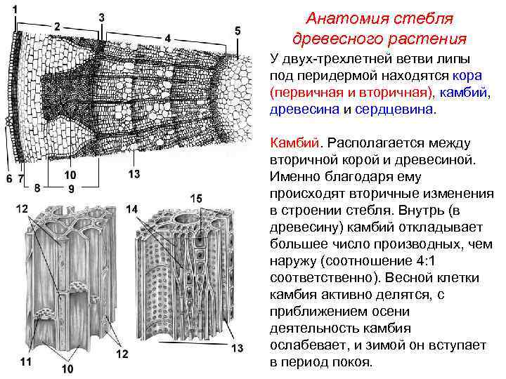 Анатомия стебля древесного растения У двух-трехлетней ветви липы под перидермой находятся кора (первичная и