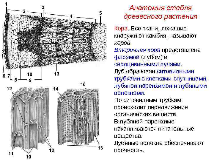 Анатомия стебля древесного растения Кора. Все ткани, лежащие кнаружи от камбия, называют корой. Вторичная