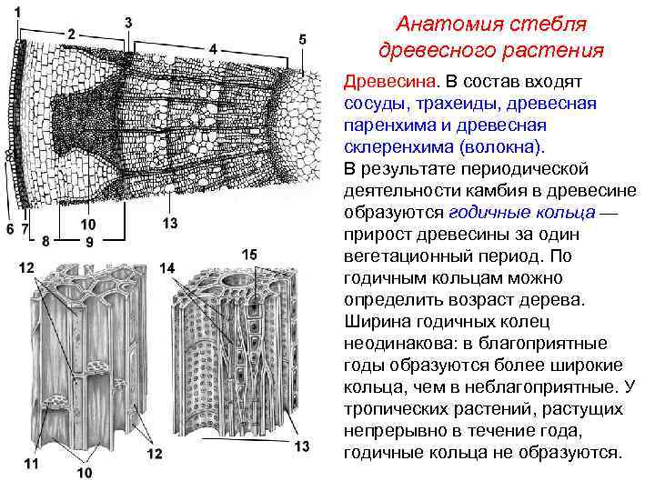 Анатомия стебля древесного растения Древесина. В состав входят сосуды, трахеиды, древесная паренхима и древесная