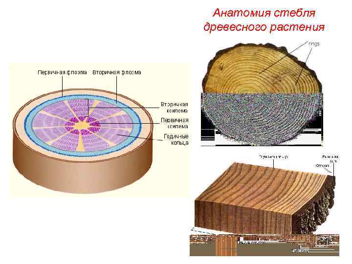 Строение стебля древесного растения
