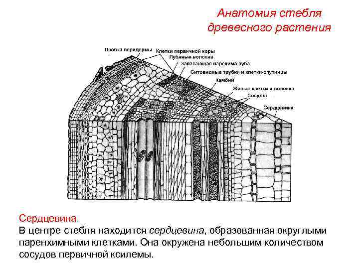 Анатомия стебля древесного растения Сердцевина. В центре стебля находится сердцевина, образованная округлыми паренхимными клетками.