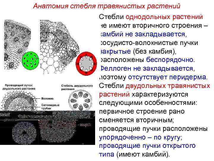 Проводящие пучки в стебле. Анатомическое строение травянистого стебля однодольного растения. Анатомия стебля однодольных травянистых растений. Проводящие пучки расположены по кругу. Особенности стебля травянистых однодольных.