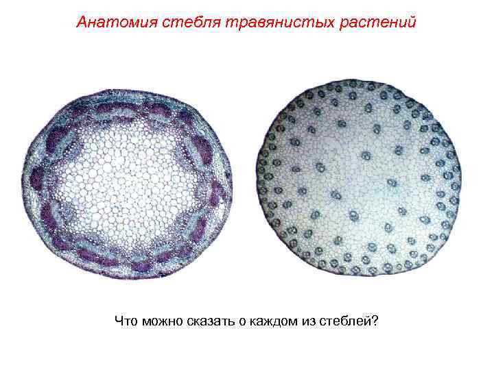 Анатомия стебля травянистых растений Что можно сказать о каждом из стеблей? 