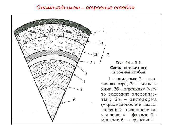 Олимпиадникам – строение стебля 