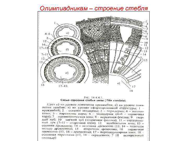 Олимпиадникам – строение стебля 