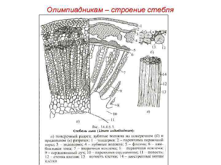 Олимпиадникам – строение стебля 