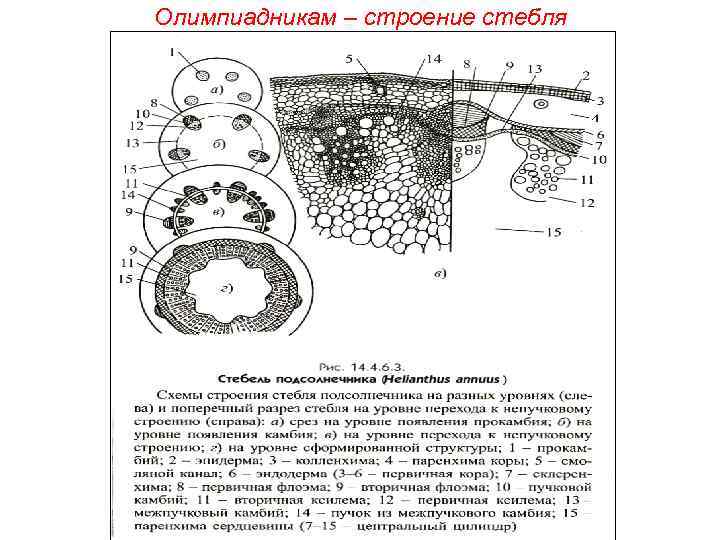 Олимпиадникам – строение стебля 