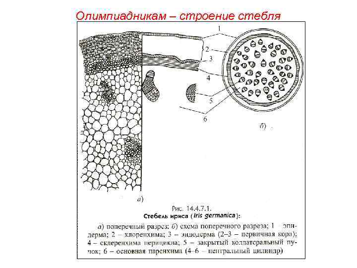 Олимпиадникам – строение стебля 
