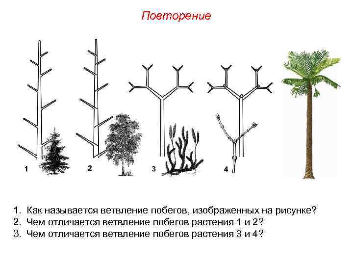 Повторение 1. Как называется ветвление побегов, изображенных на рисунке? 2. Чем отличается ветвление побегов