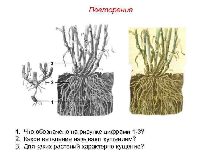 Повторение 1. Что обозначено на рисунке цифрами 1 -3? 2. Какое ветвление называют кущением?
