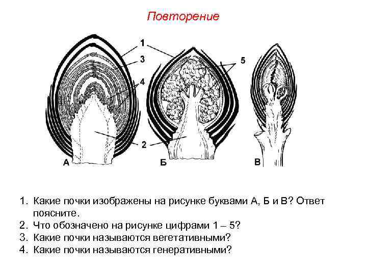 Повторение 1. Какие почки изображены на рисунке буквами А, Б и В? Ответ поясните.