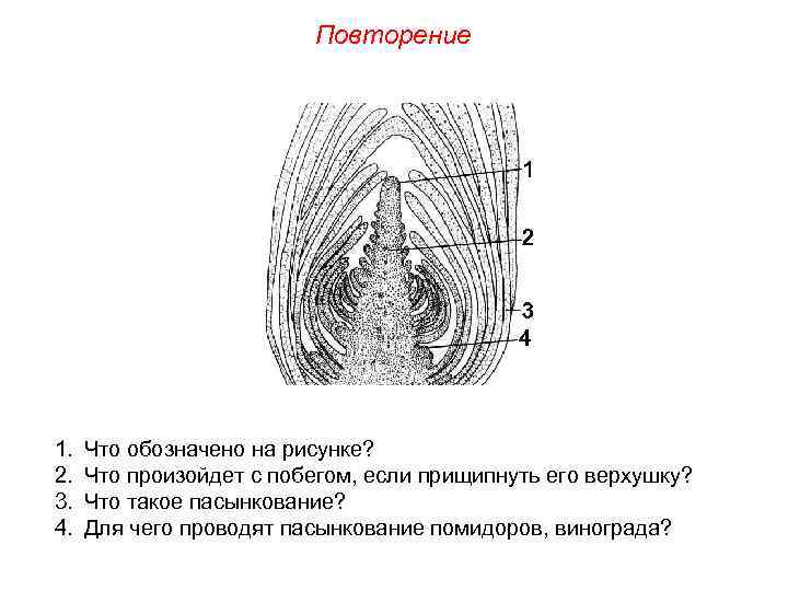 Повторение 1. 2. 3. 4. Что обозначено на рисунке? Что произойдет с побегом, если