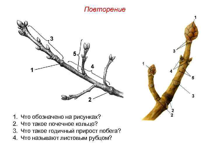 Повторение 1. 2. 3. 4. Что обозначено на рисунках? Что такое почечное кольцо? Что