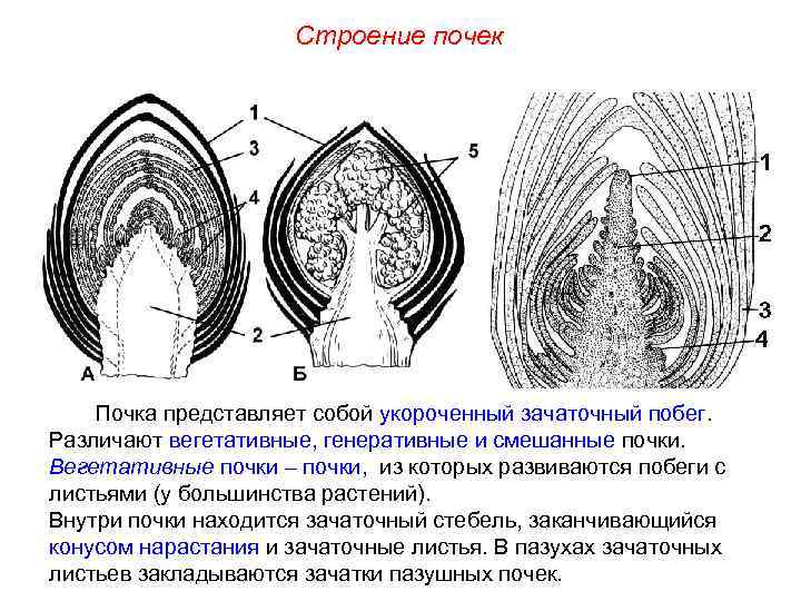 Покажите стрелками и подпишите на рисунке зачаточный лист почечную чешую зачаточный стебель