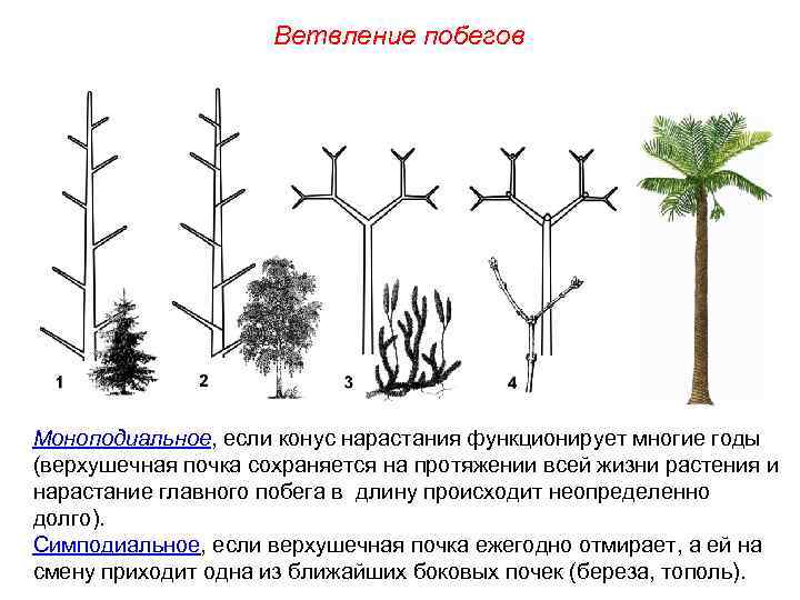 Ветвление побегов Моноподиальное, если конус нарастания функционирует многие годы (верхушечная почка сохраняется на протяжении