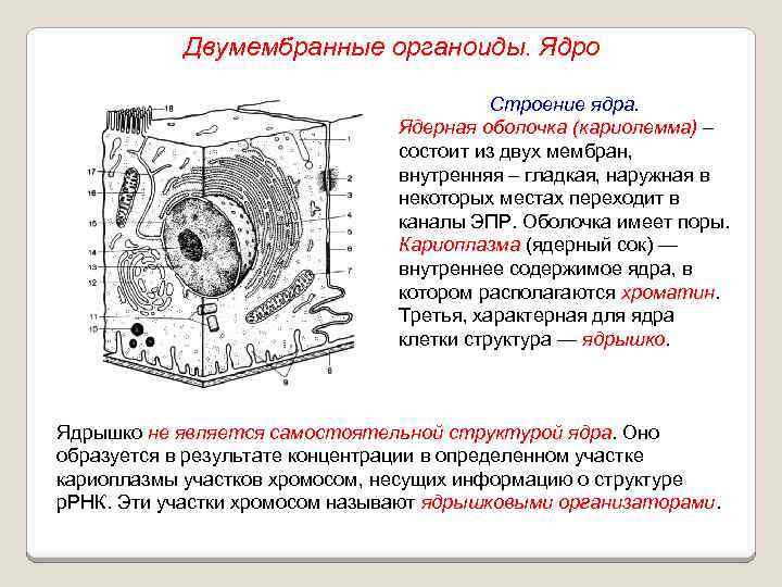 Двумембранные органоиды. Ядро Строение ядра. Ядерная оболочка (кариолемма) – состоит из двух мембран, внутренняя