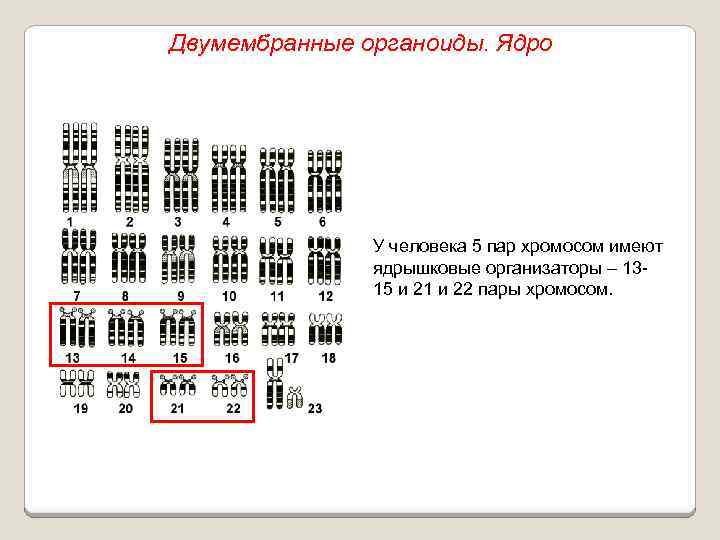 Двумембранные органоиды. Ядро У человека 5 пар хромосом имеют ядрышковые организаторы – 1315 и