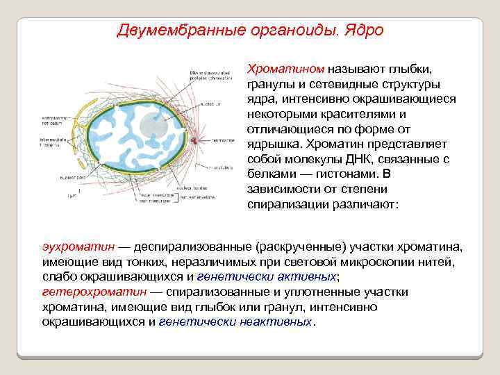 Двумембранные органоиды. Ядро Хроматином называют глыбки, гранулы и сетевидные структуры ядра, интенсивно окрашивающиеся некоторыми