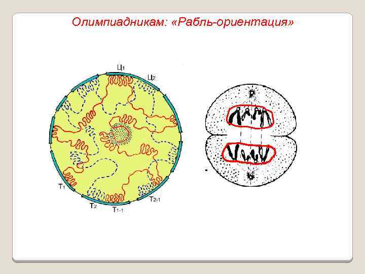 Олимпиадникам: «Рабль-ориентация» 