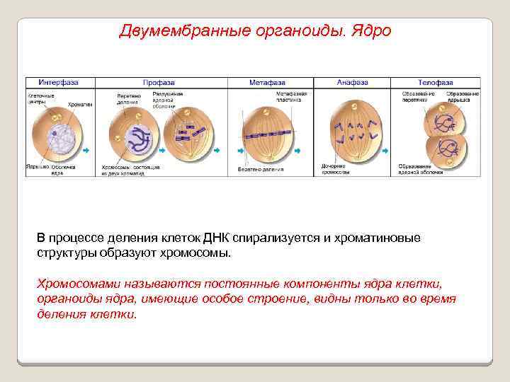 Двумембранные органоиды. Ядро В процессе деления клеток ДНК спирализуется и хроматиновые структуры образуют хромосомы.