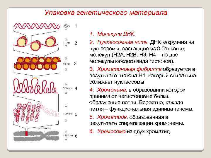 Упаковка генетического материала 1. Молекула ДНК. 2. Нуклеосомная нить, ДНК закручена на нуклеосомы, состоящие