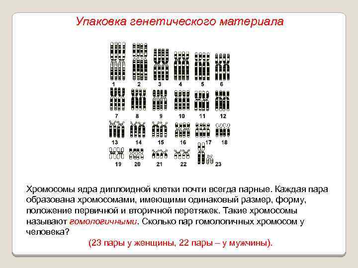 Упаковка генетического материала Хромосомы ядра диплоидной клетки почти всегда парные. Каждая пара образована хромосомами,