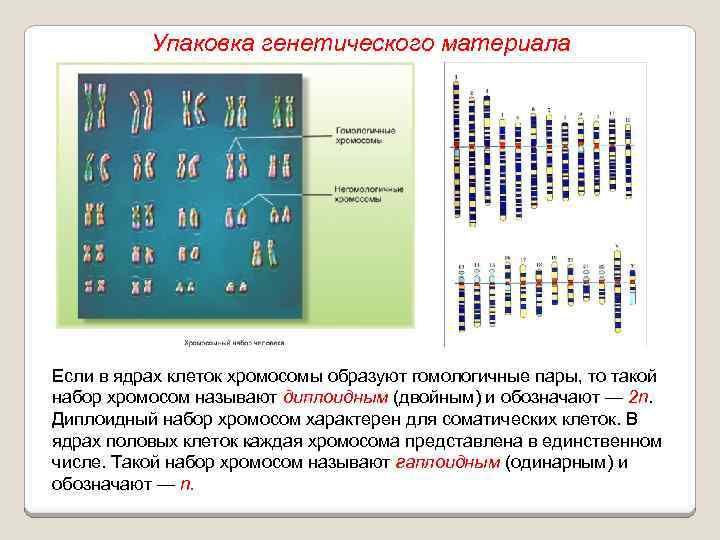 Упаковка генетического материала Если в ядрах клеток хромосомы образуют гомологичные пары, то такой набор