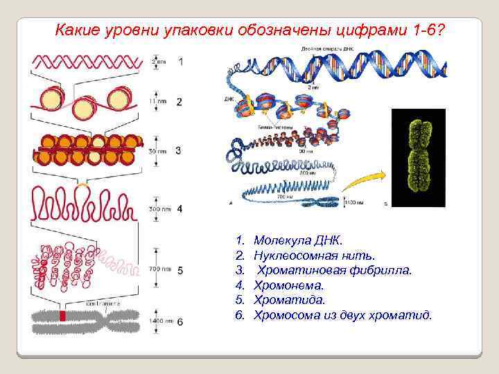 Какие уровни упаковки обозначены цифрами 1 -6? 1. 2. 3. 4. 5. 6. Молекула