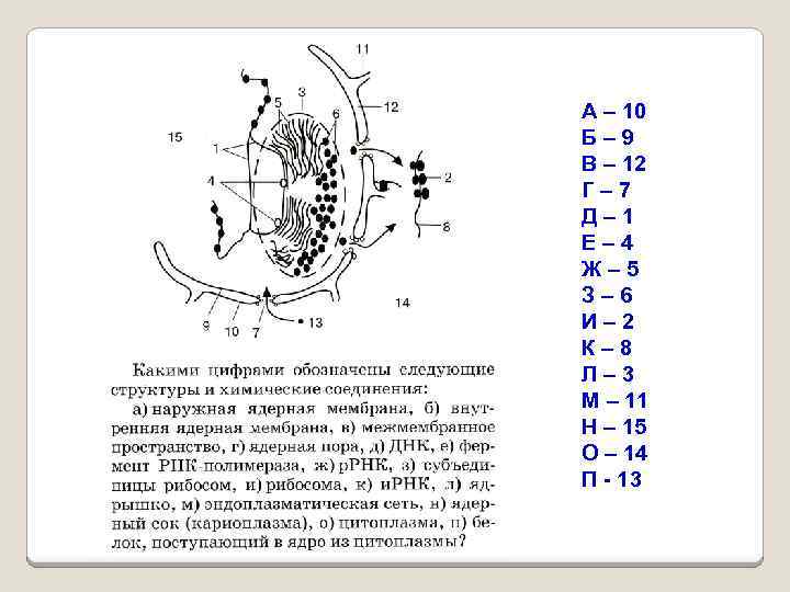 А – 10 Б– 9 В – 12 Г– 7 Д– 1 Е– 4