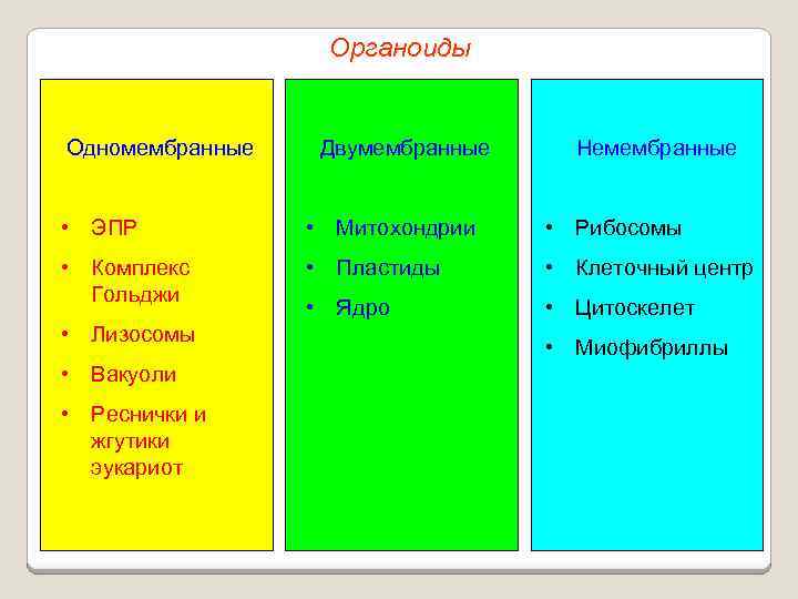 Органоиды Одномембранные Двумембранные Немембранные • ЭПР • Митохондрии • Рибосомы • Комплекс Гольджи •