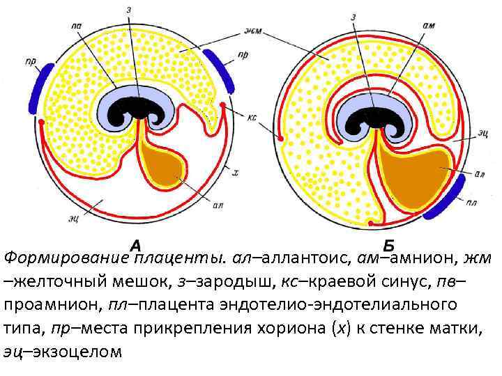 Полость желточного мешка у зародышей рыб заполнена. Желточный мешок амнион аллантоис. Аллантоис это плацента. Функции желточного мешка. Хорион амнион желточный мешок.