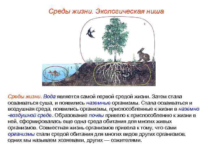 Среды жизни. Экологическая ниша Среды жизни. Вода является самой первой средой жизни. Затем стала